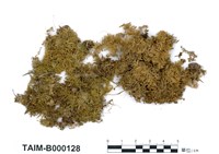 藏品(偏蒴苔)的圖片